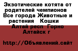  Экзотические котята от родителей чемпионов - Все города Животные и растения » Кошки   . Алтай респ.,Горно-Алтайск г.